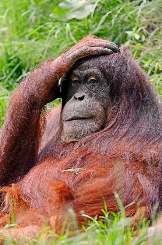 Sumatran Orangutan (Pongo pygmaeus abelii