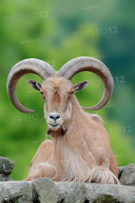 Barbary sheep (Ammotragus lervia)