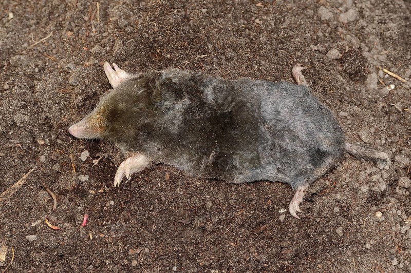 European mole (Talpa europaea)