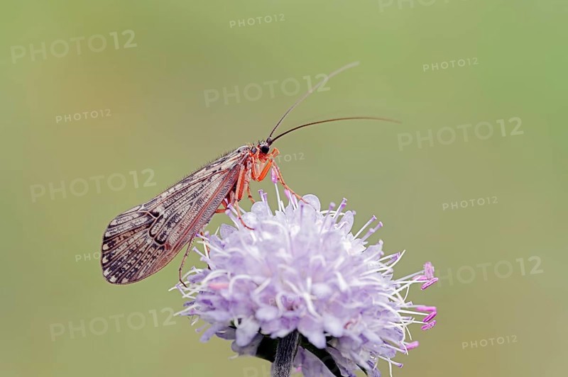 Caddis Fly (Halesus tesselatus) on the flower of a Devil's-bit Scabious (Succisa pratensis)