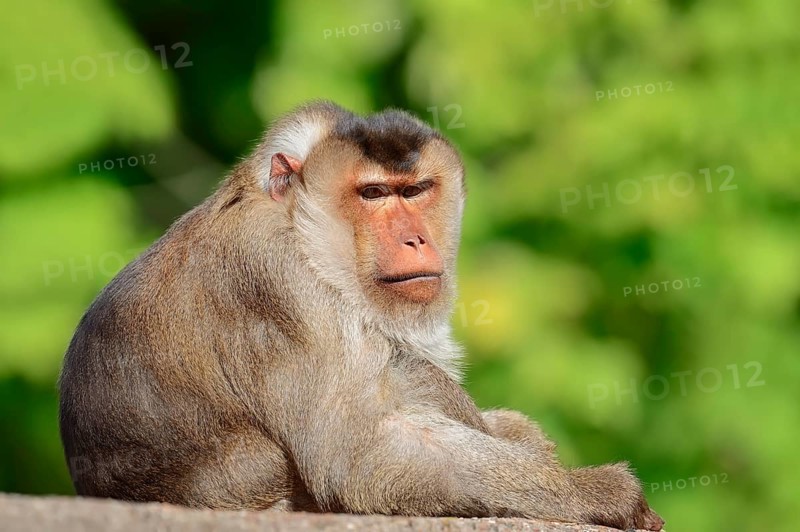 Southern pig-tailed macaque (Macaca nemestrina)