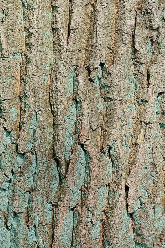English oak (Quercus robur