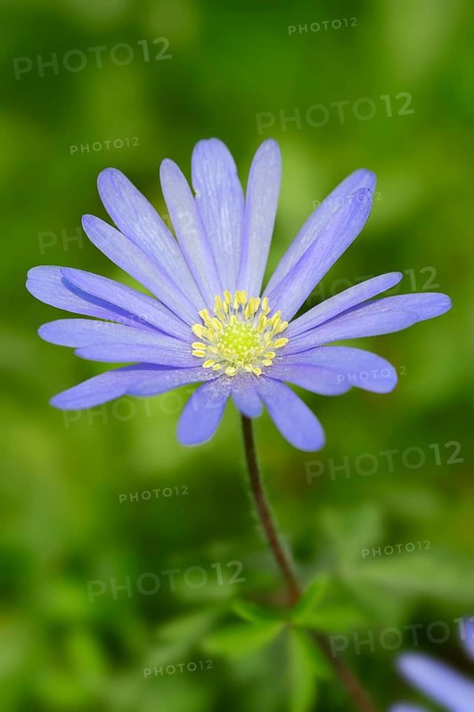Blue Anemone or Grecian Windflower (Anemone apennina