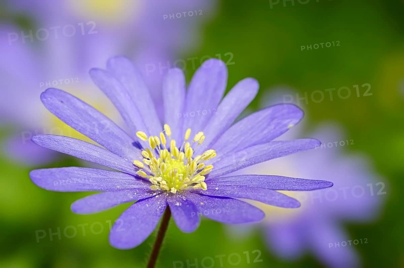 Blue Anemone or Grecian Windflower (Anemone apennina