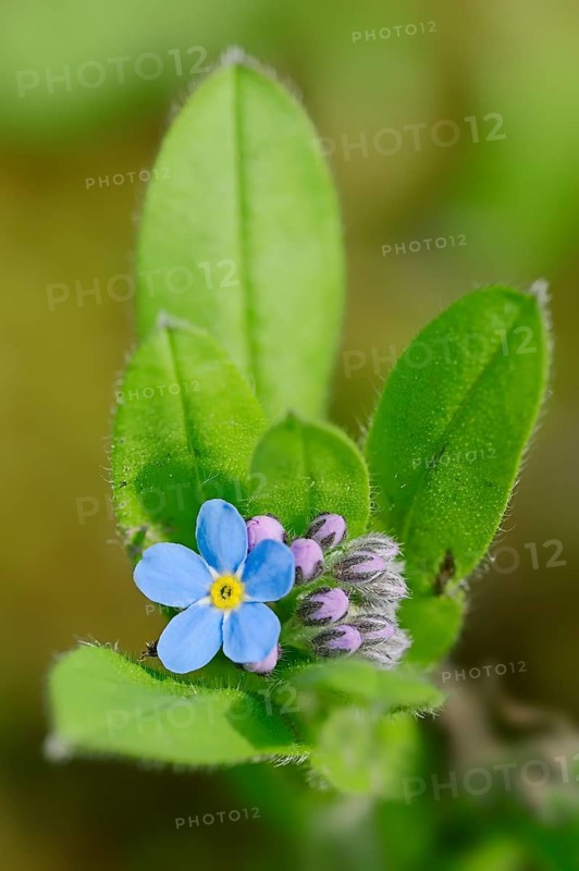 Alpine Forget-me-not (Myosotis alpestris)