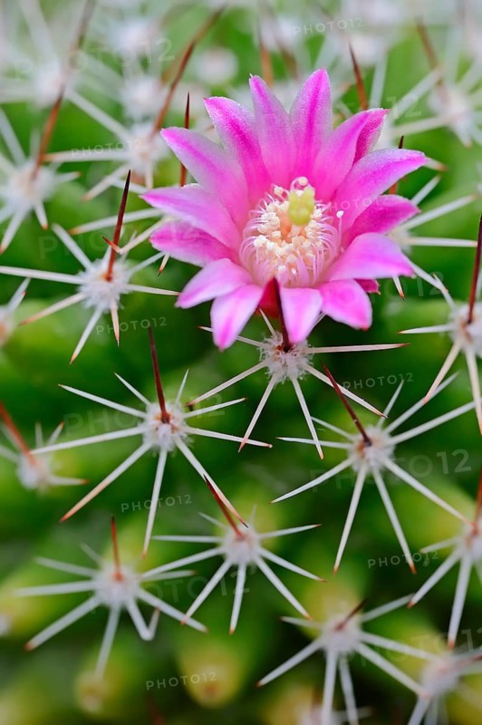Pincushion Cactus