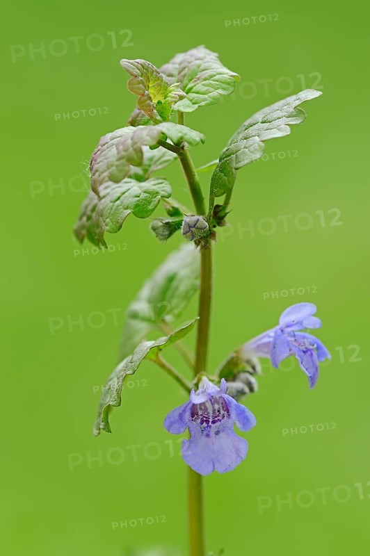 Ground-ivy