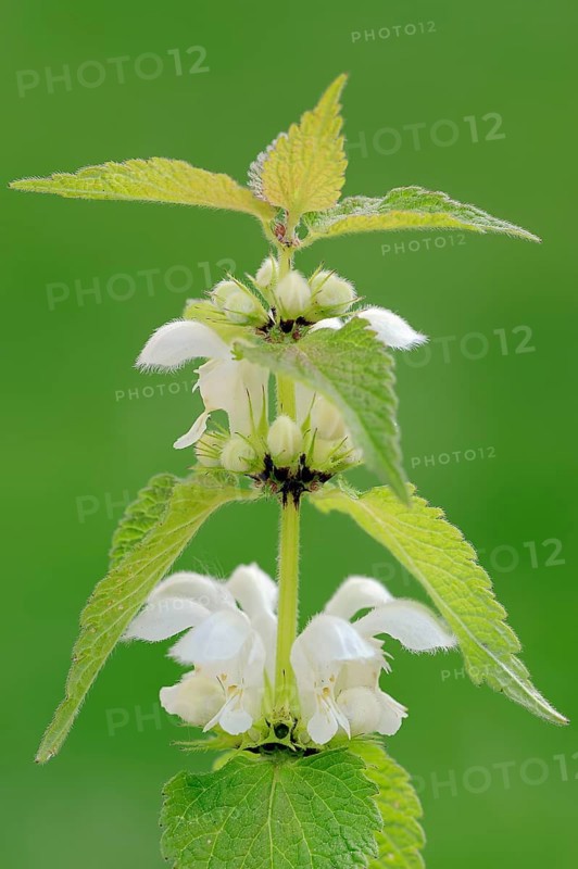 White nettle or white dead-nettle (Lamium album)
