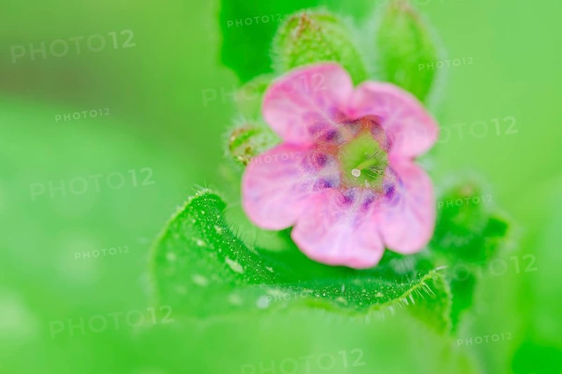Lungwort or Our Lady's Milk Drops (Pulmonaria officinalis) flower
