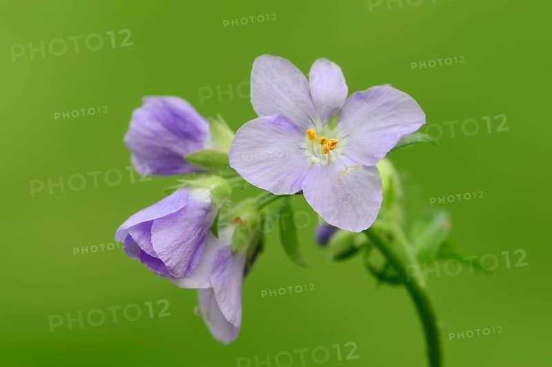 Jacob's Ladder or Greek Valerian (Polemonium caeruleum)