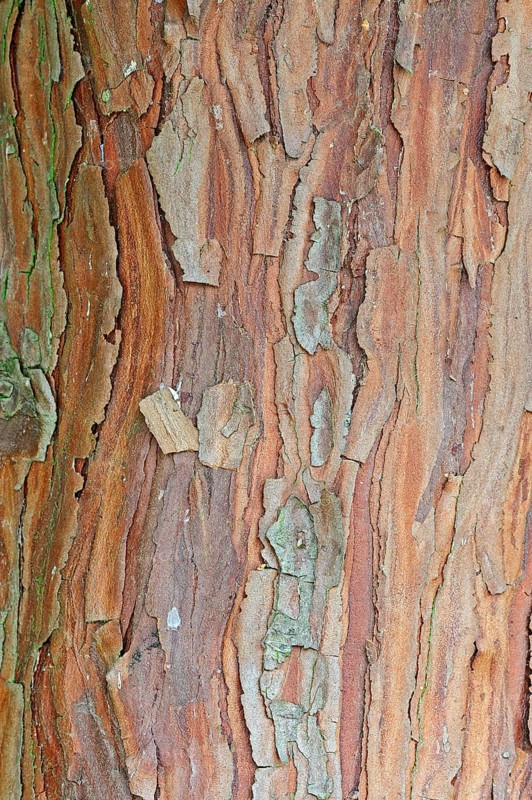 Cedar