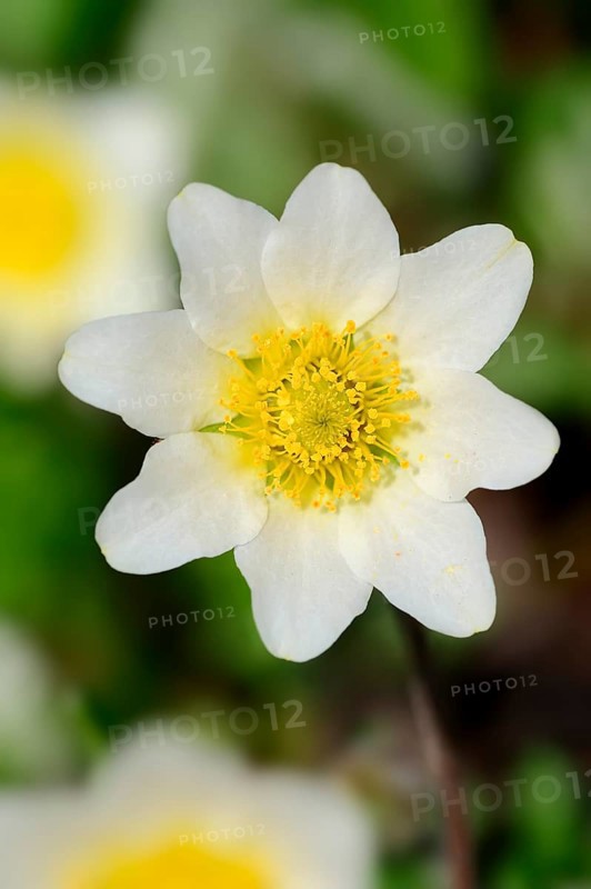 White Mountain Avens
