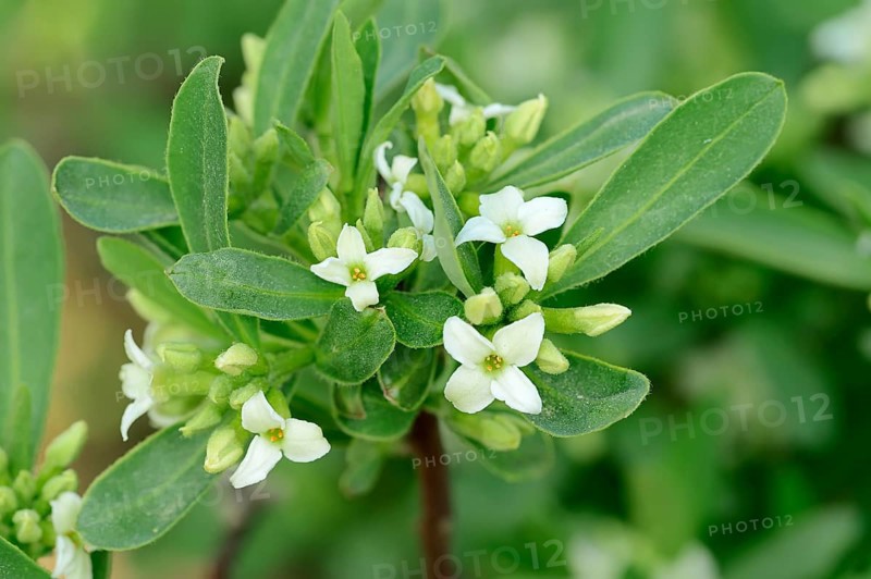 Alpine-Daphne (Daphne alpina)
