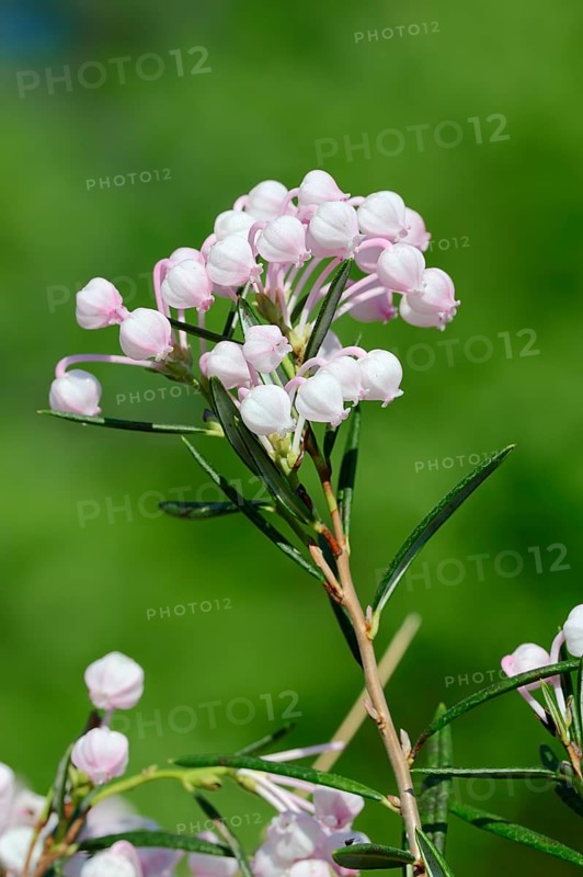 Rosemary