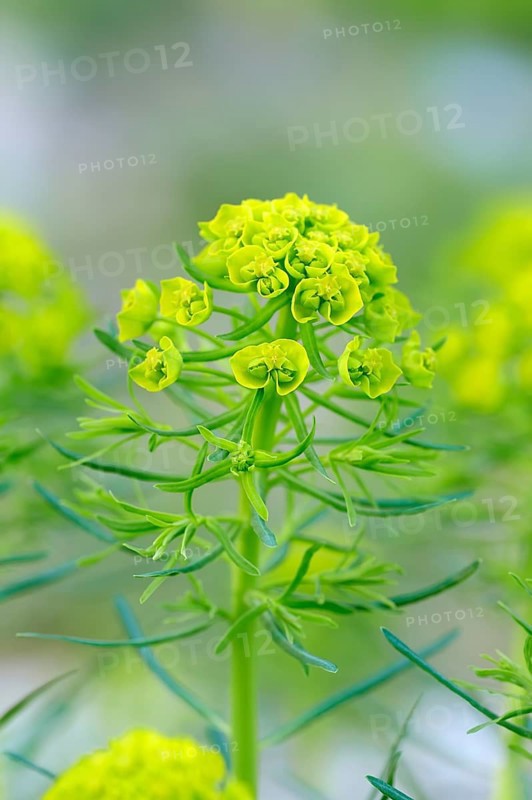 Cypress spurge (Euphorbia cyparissias)