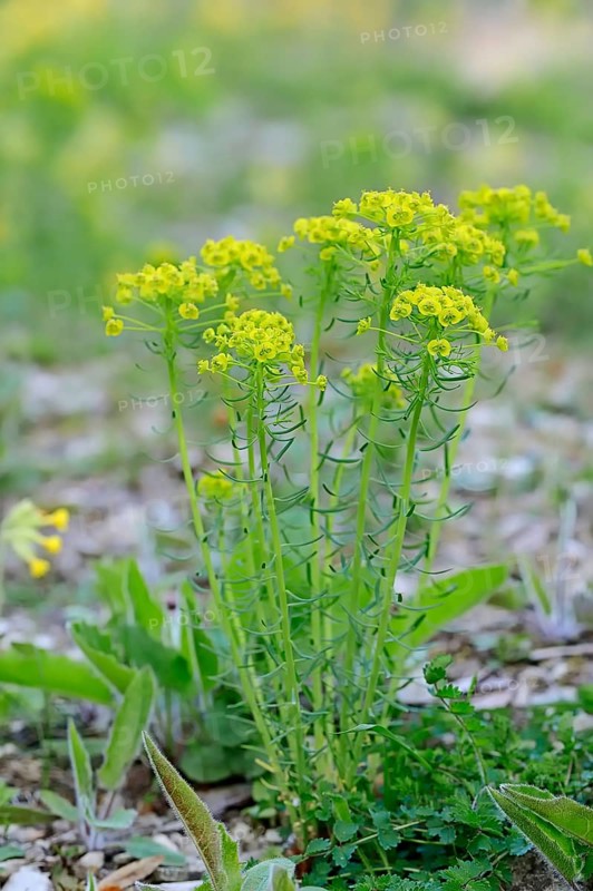 Cypress spurge (Euphorbia cyparissias)