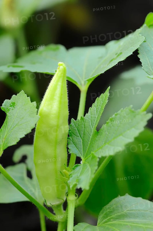 Okra or Lady's Fingers (Abelmoschus esculentus