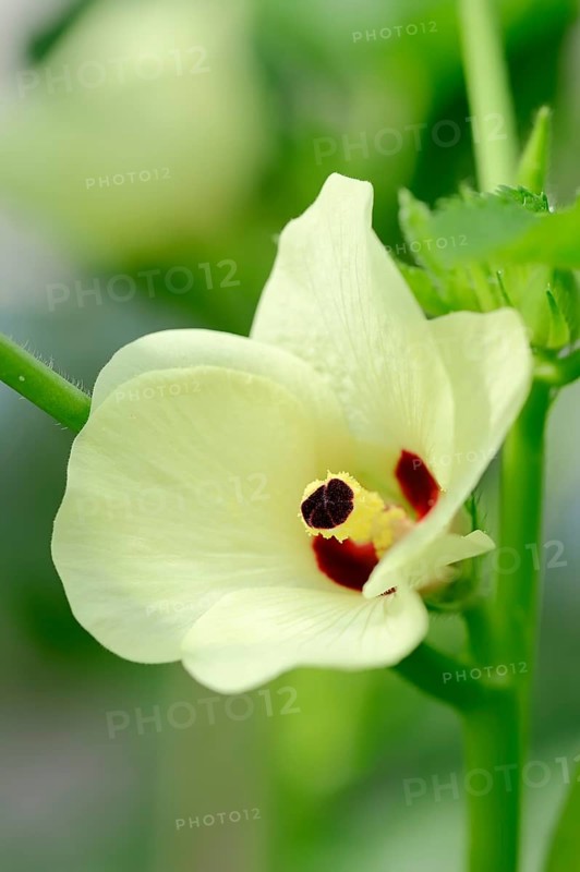 Okra or Lady's Fingers (Abelmoschus esculentus