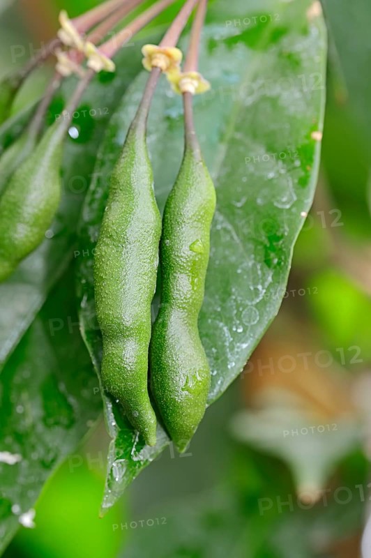 Cola or kola tree (Cola acuminata)