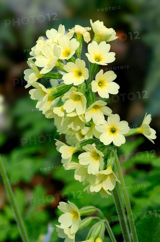 Oxlip or True Oxlip (Primula elatior)