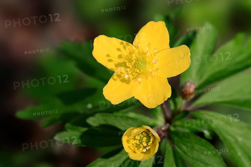 Yellow Anemone