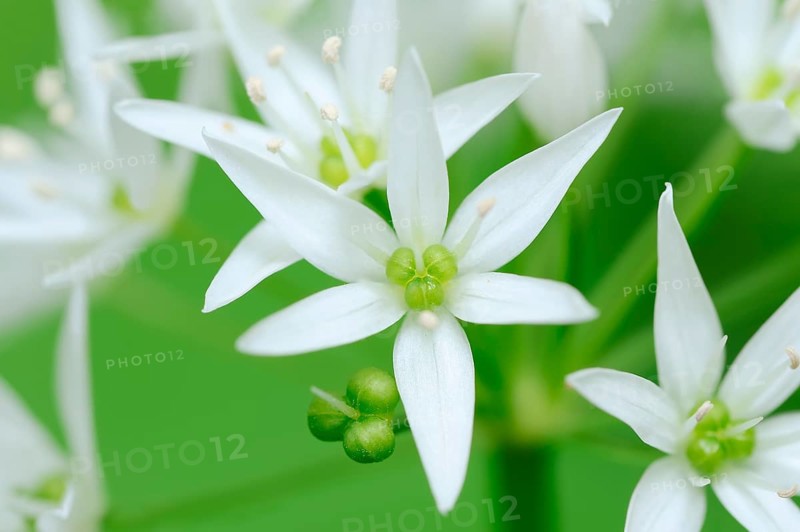 Ramsons (Allium ursinum)