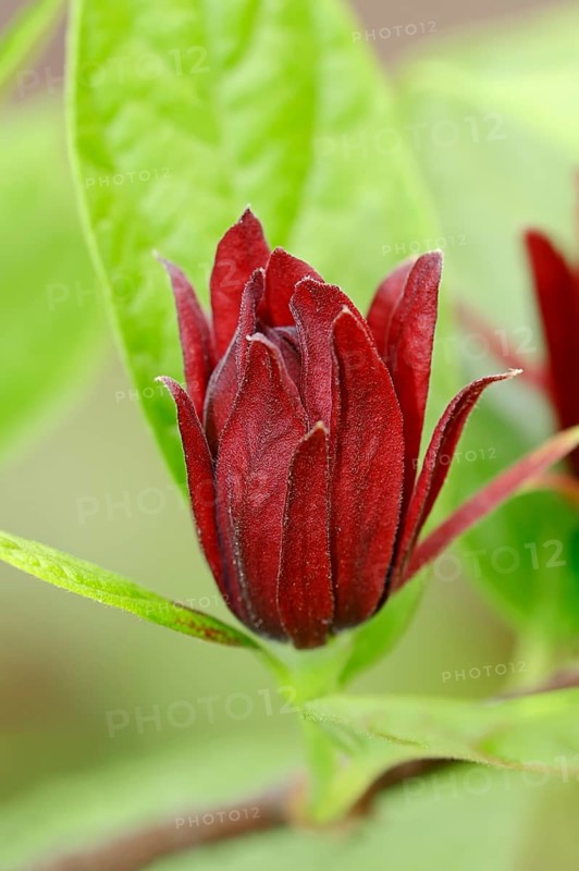 Carolina Sweetshrub (Calycanthus floridus)