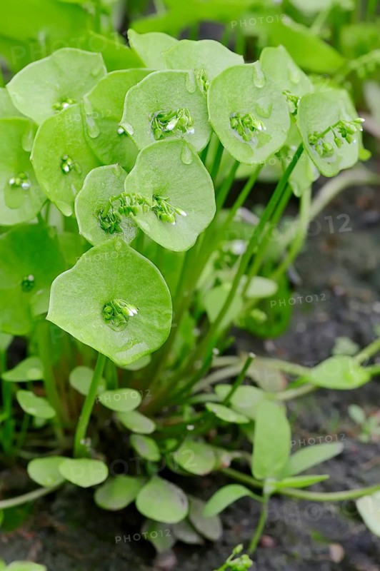 Miner's Lettuce