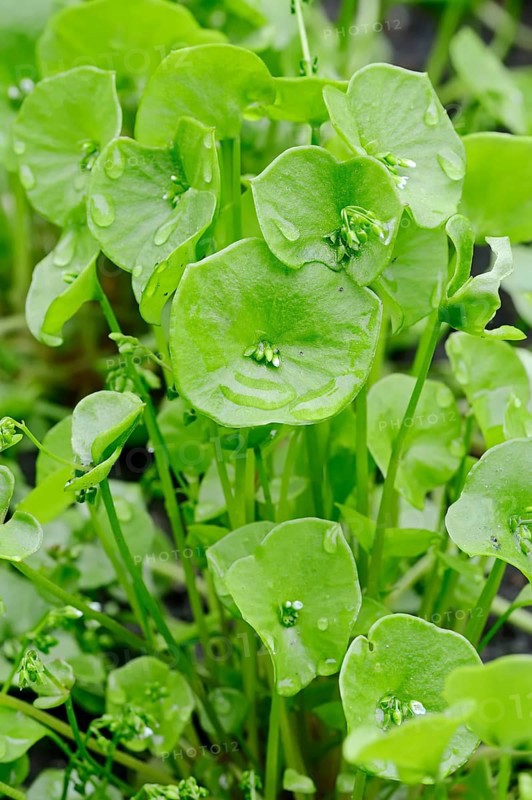 Miner's Lettuce