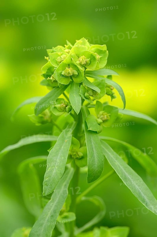 Green spurge or Leafy spurge (Euphorbia esula)