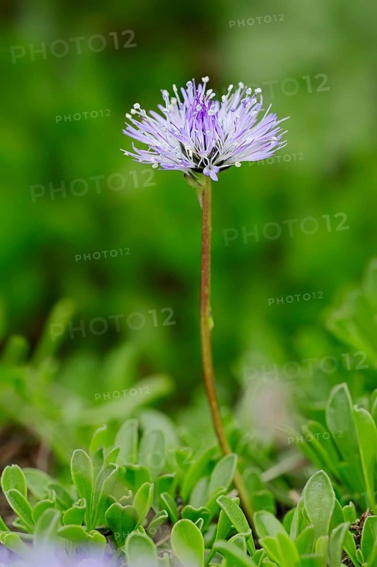 Heart-leaved globe daisy (Globularia cordifolia)