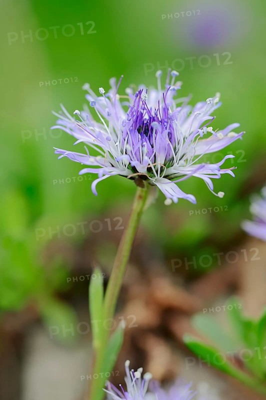 Heart-leaved globe daisy (Globularia cordifolia)