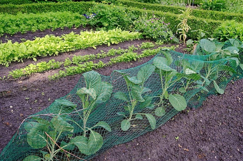 Vegetable patch with white cabbage (Brassica oleracea convar. capitata f. alba)