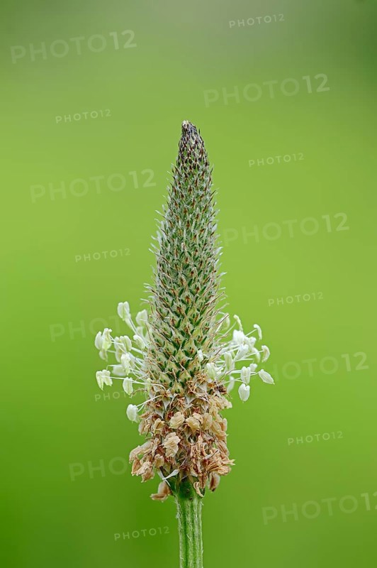Plantain (Plantago lanceolata)