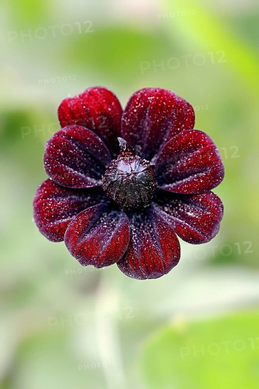 Chocolate Cosmos or Black Cosmos (Cosmos atrosanguineus)