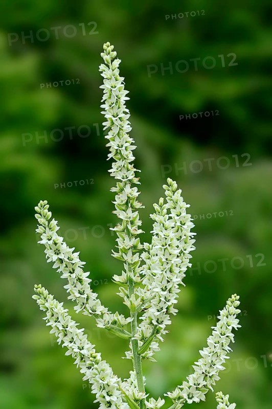 White Hellebore or False Hellebore (Veratrum album)