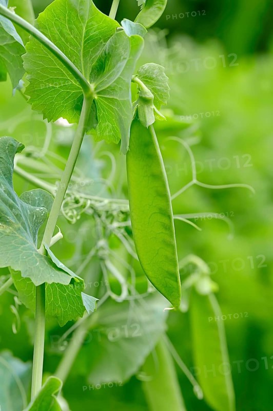 Pea
