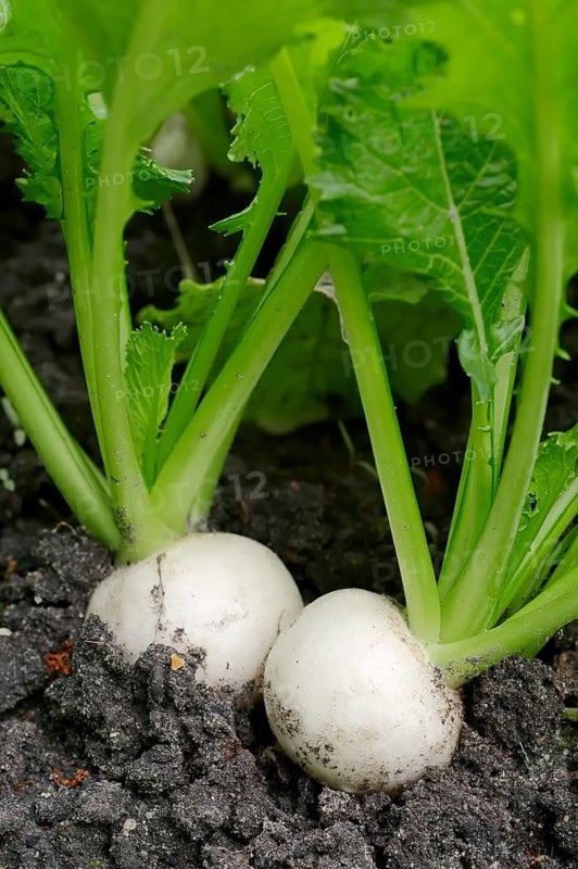 May Turnip or Navette (Brassica rapa ssp. rapa var. majalis)