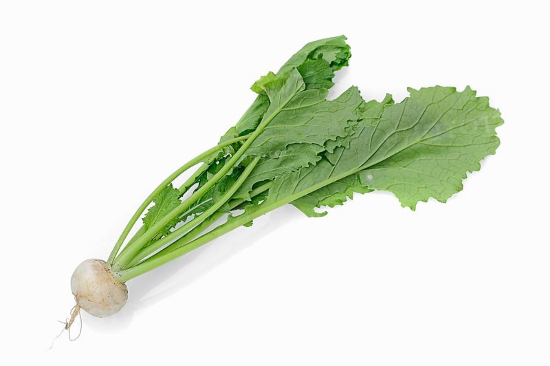 May Turnip or Navette (Brassica rapa ssp. rapa var. majalis)