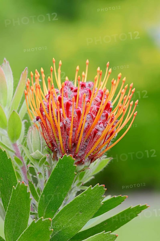 Protea or Pincushion plant