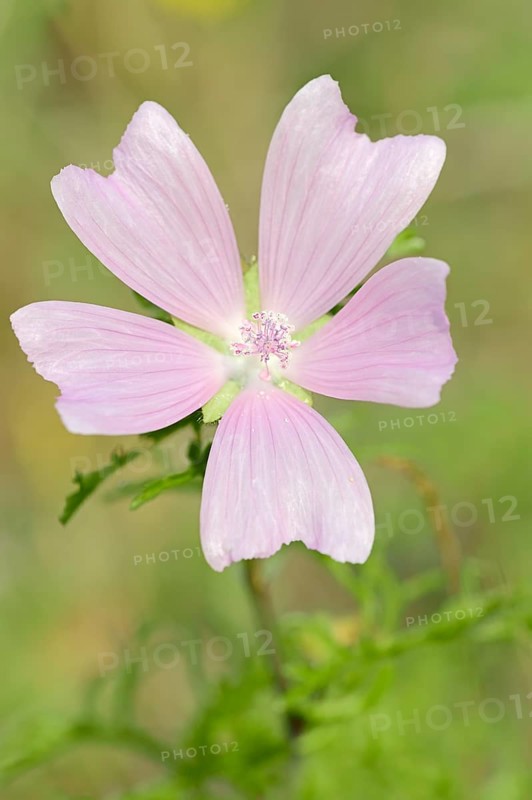 Greater Musk-mallow
