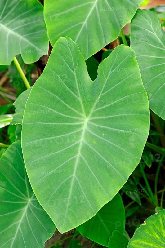 Taro