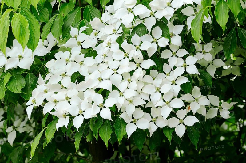 Kousa Dogwood