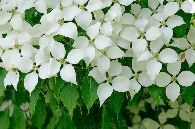 Kousa Dogwood