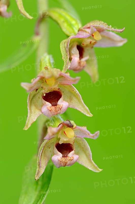 Broad-leaved helleborine (Epipactis helleborine)