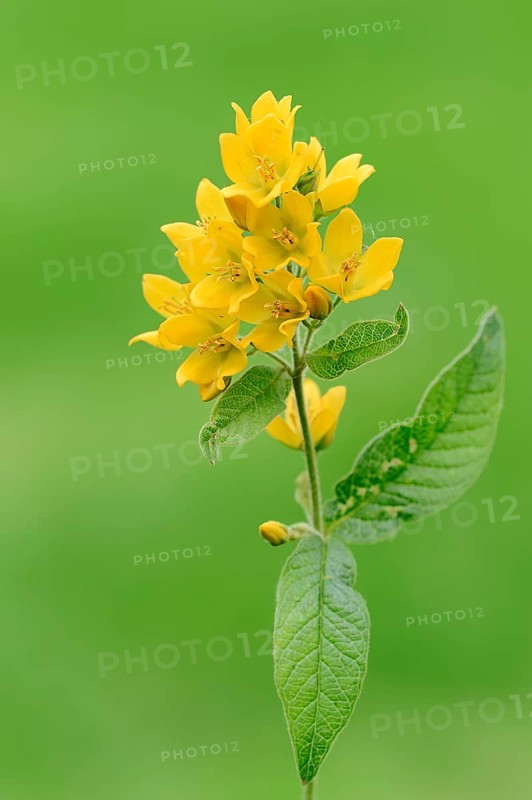 Garden Loosestrife