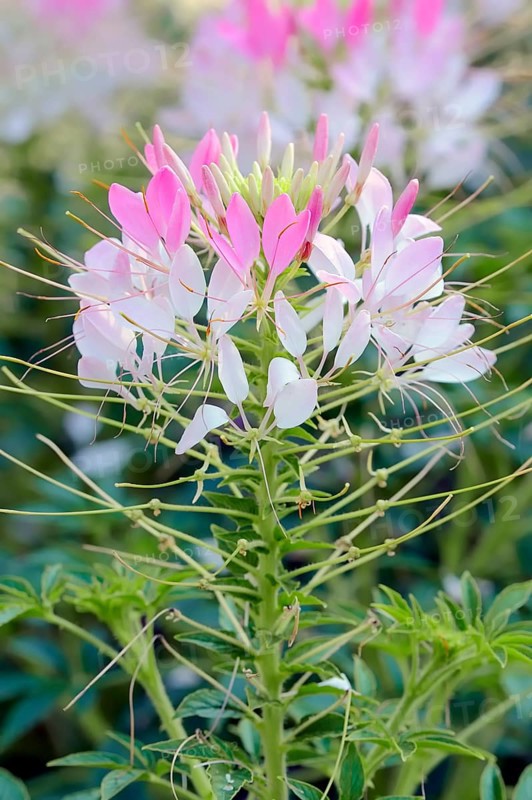 Spider Flower