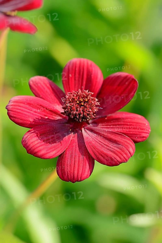 Chocolate Cosmos or Black Cosmos (Cosmos atrosanguineus)