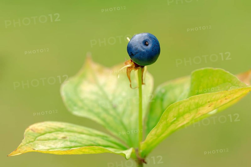 Herb Paris or True Lover's Knot (Paris quadrifolia)