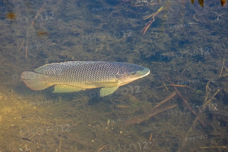 Blue Tilapia (Oreochromis aureus)